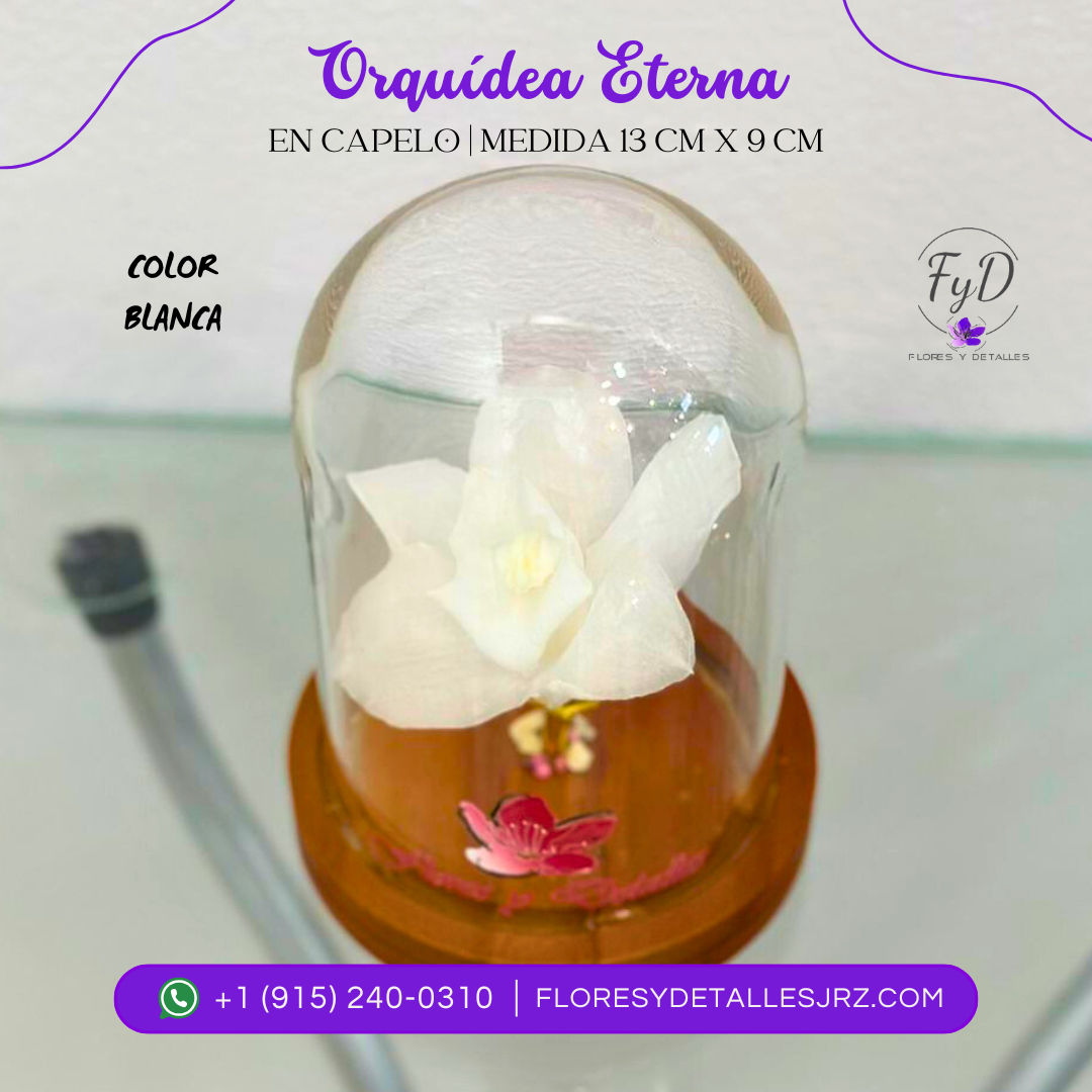 Orquídea Eterna