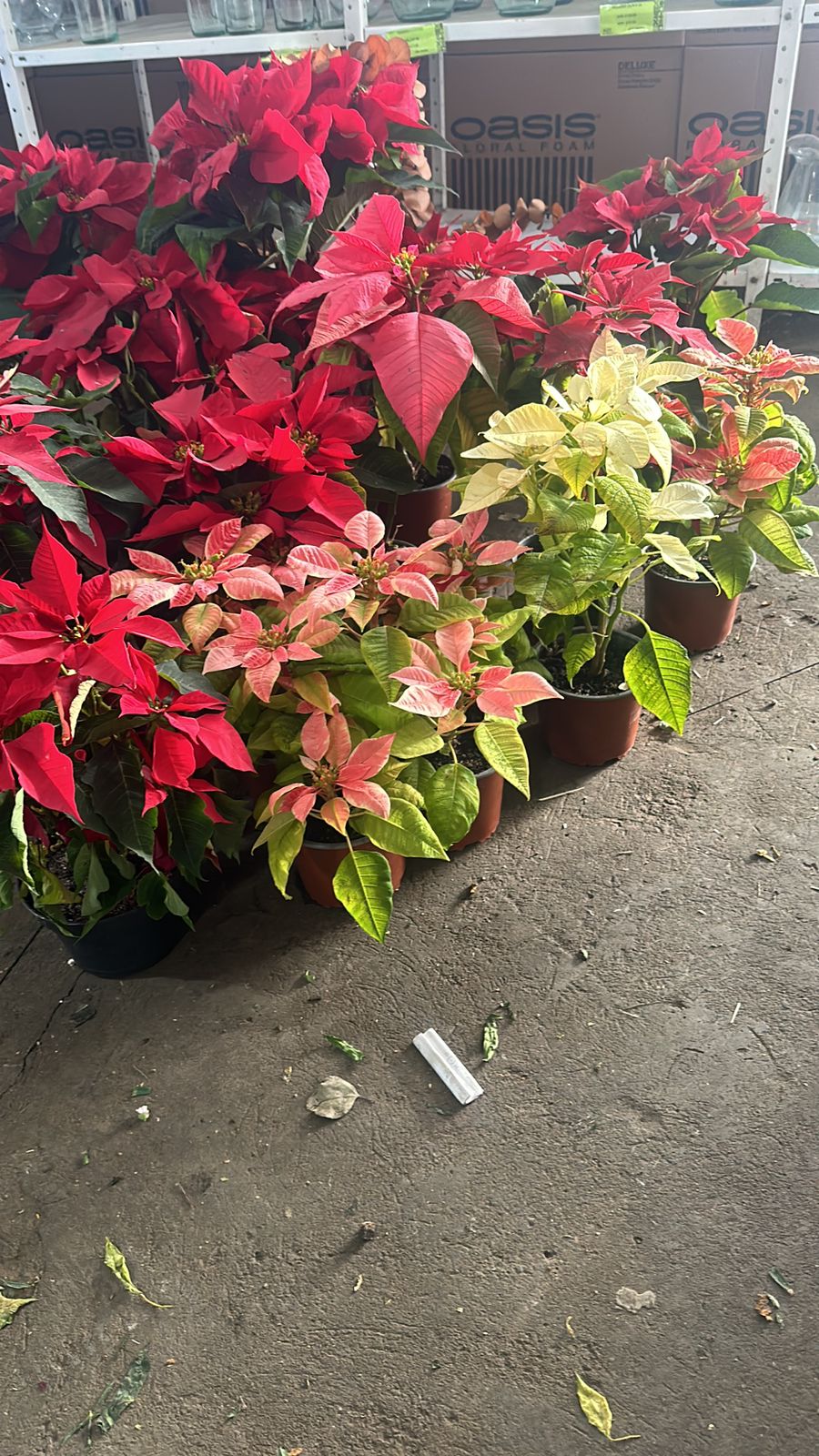 Noche Buena (Mediana)