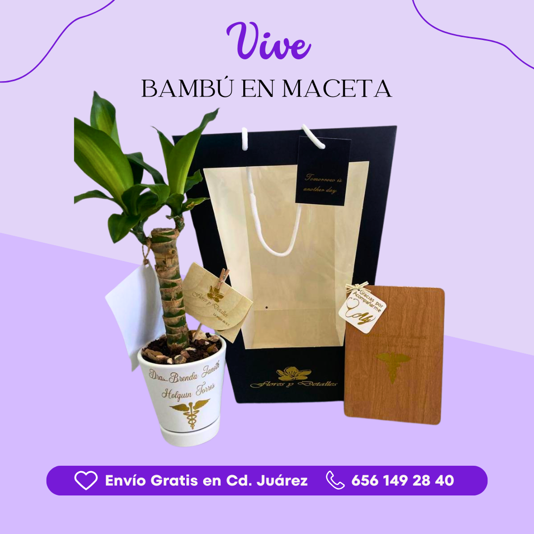 VIVE - Bambú en Maceta