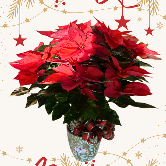 Noche Buena (Grande)